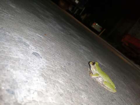 Image of northern streamside tree frog