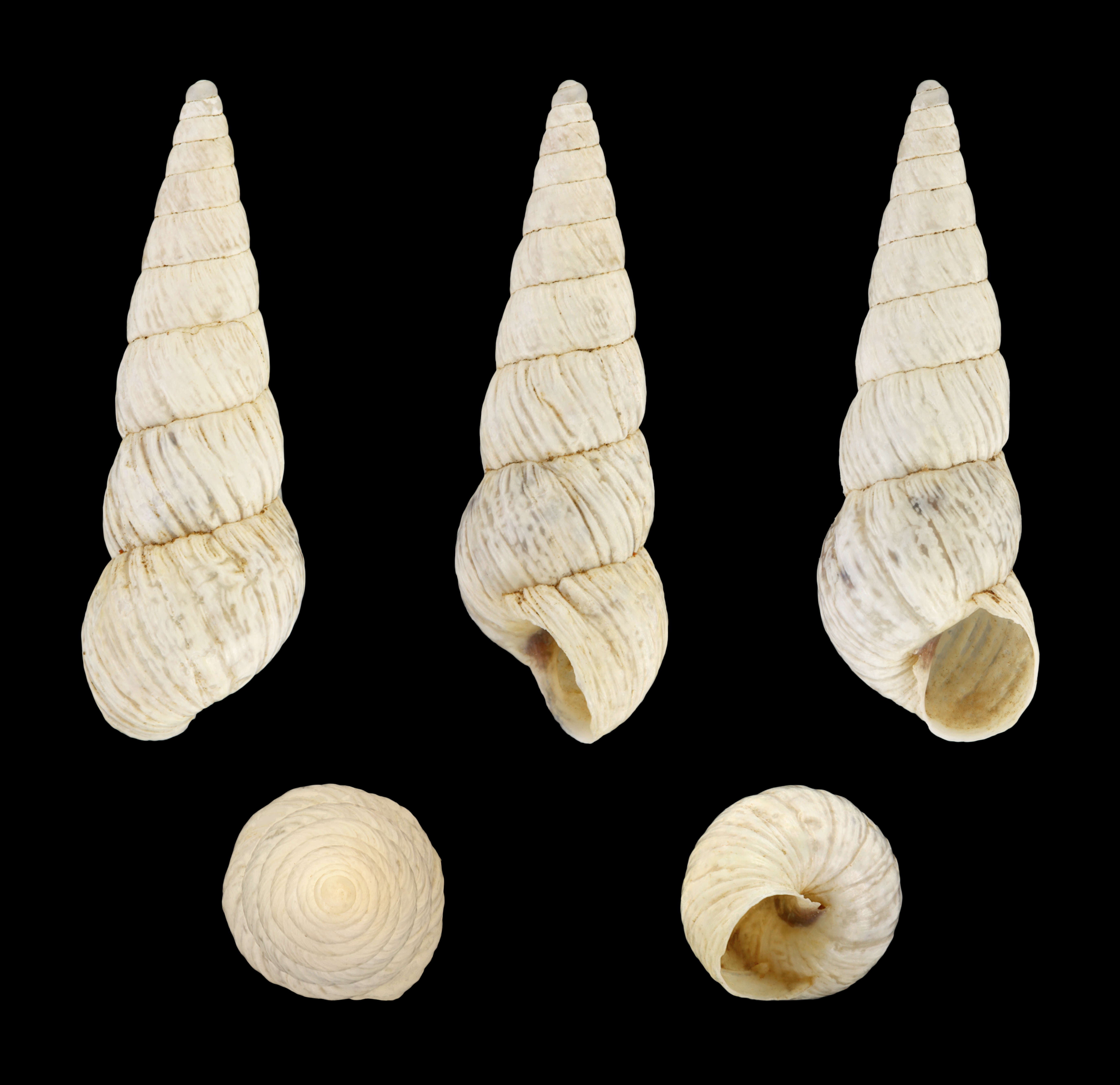 Image of Pointed snail