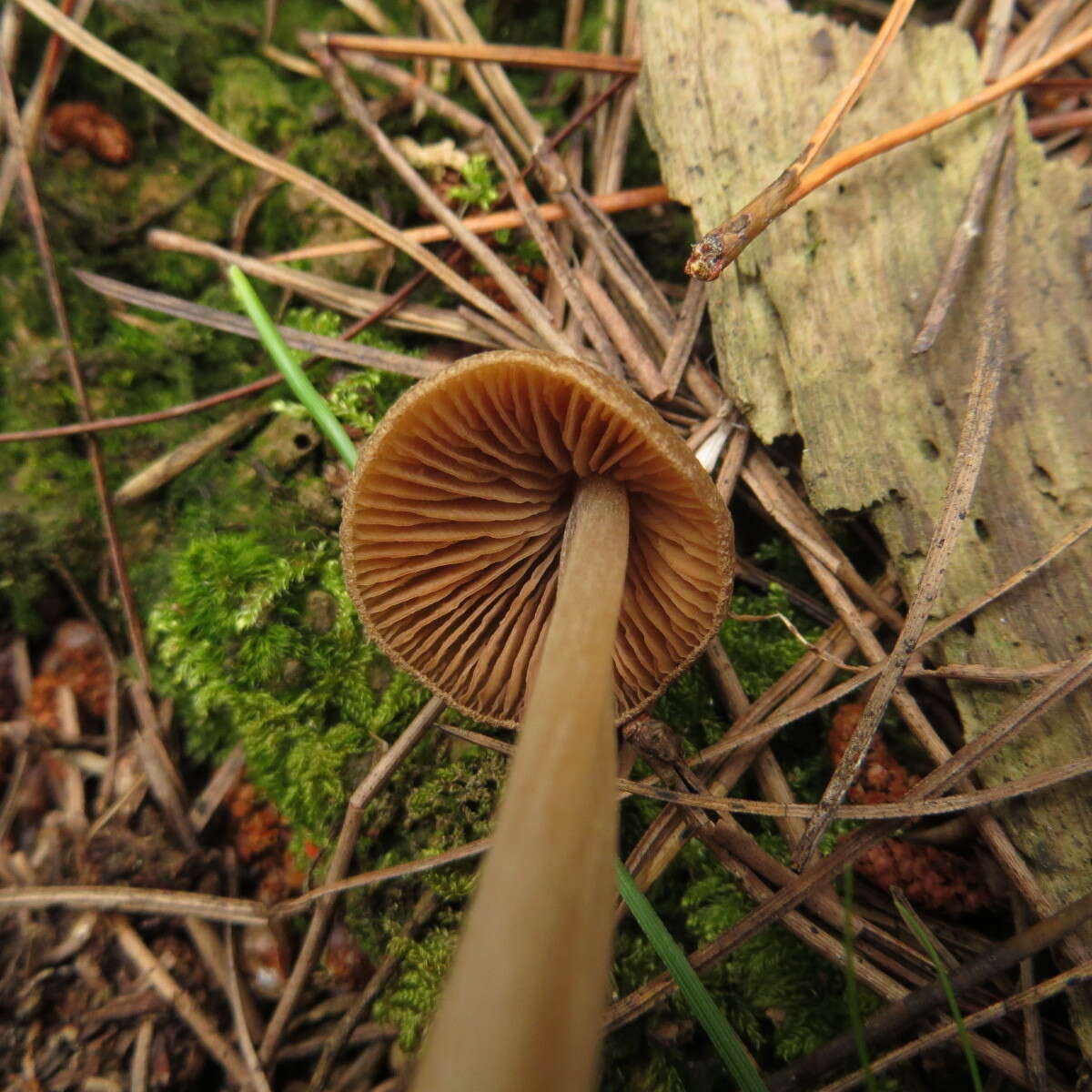 صورة Entoloma cuneatum (Bres.) M. M. Moser 1978