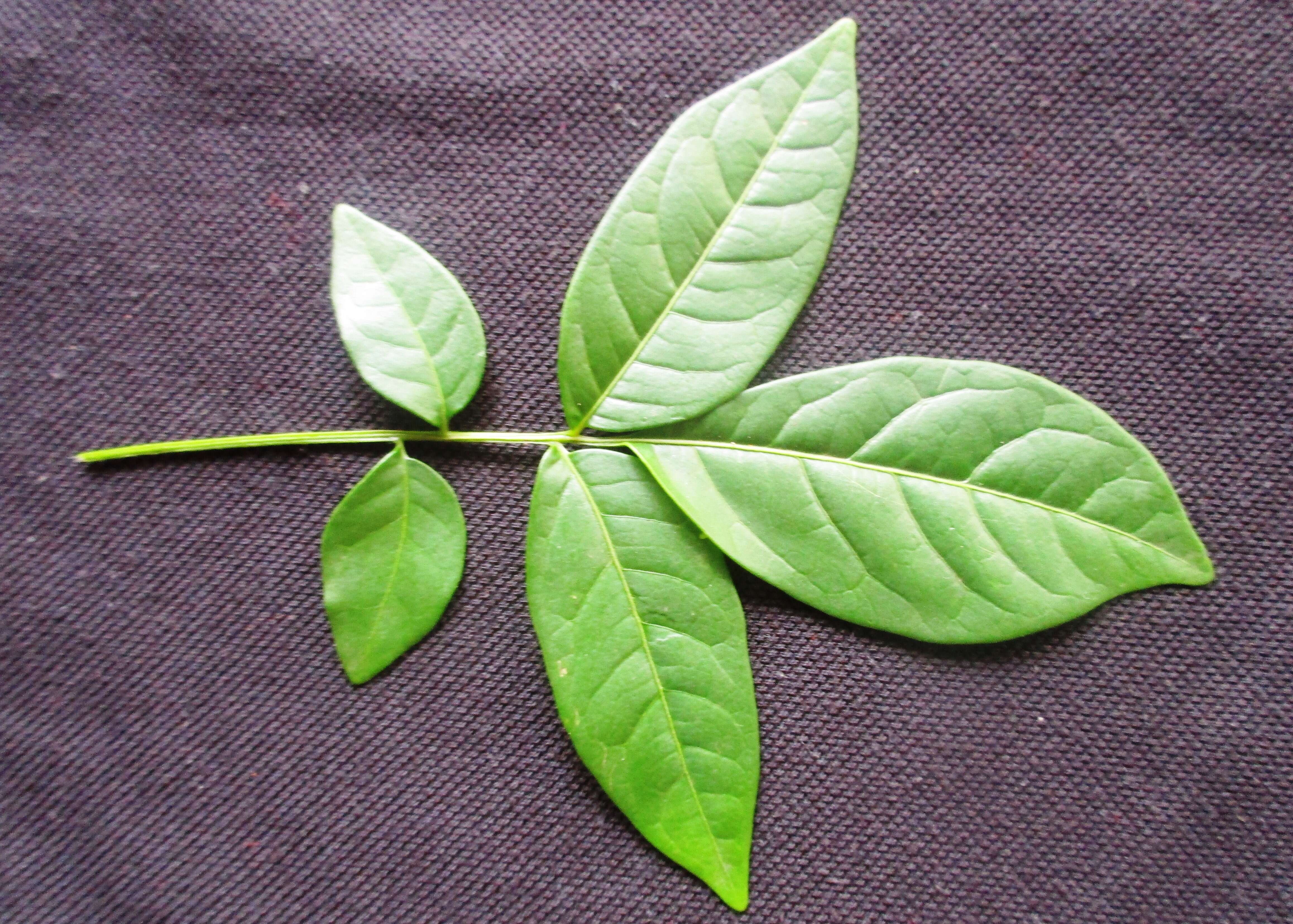 Image of Ailanthus triphysa (Dennst.) Alston