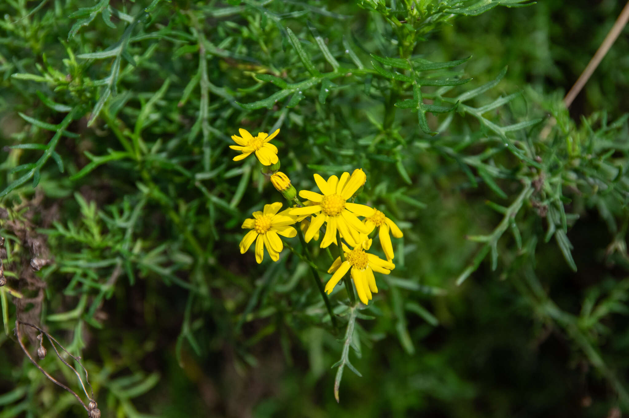 Image of <i>Senecio <i>pinnatifolius</i></i> var. pinnatifolius