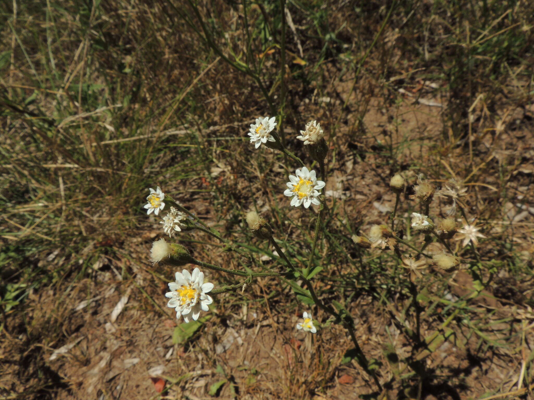 Sivun Holocheilus hieracioides (D. Don) Cabrera kuva