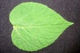 Image of Clerodendrum infortunatum L.