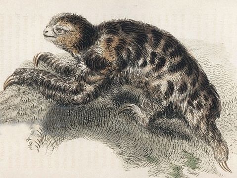 Image of Pygmy Three-toed Sloth