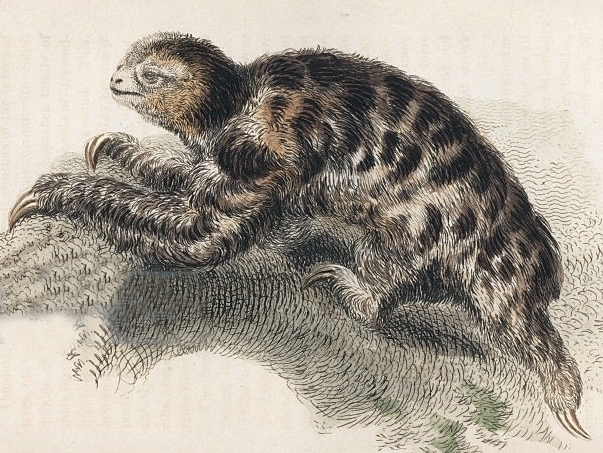 pygmy three toed sloth predators