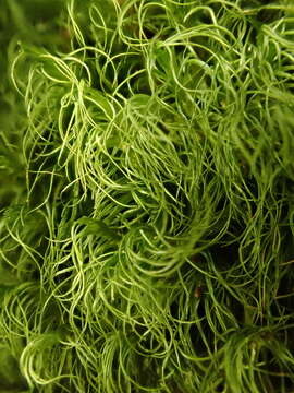 Image of longleaf paraleucobryum moss