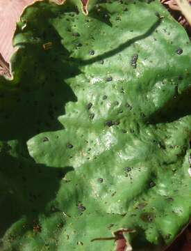 Слика од Peltigera leucophlebia (Nyl.) Gyeln.