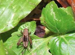 Слика од Polionemobius taprobanensis (Walker & F. 1869)