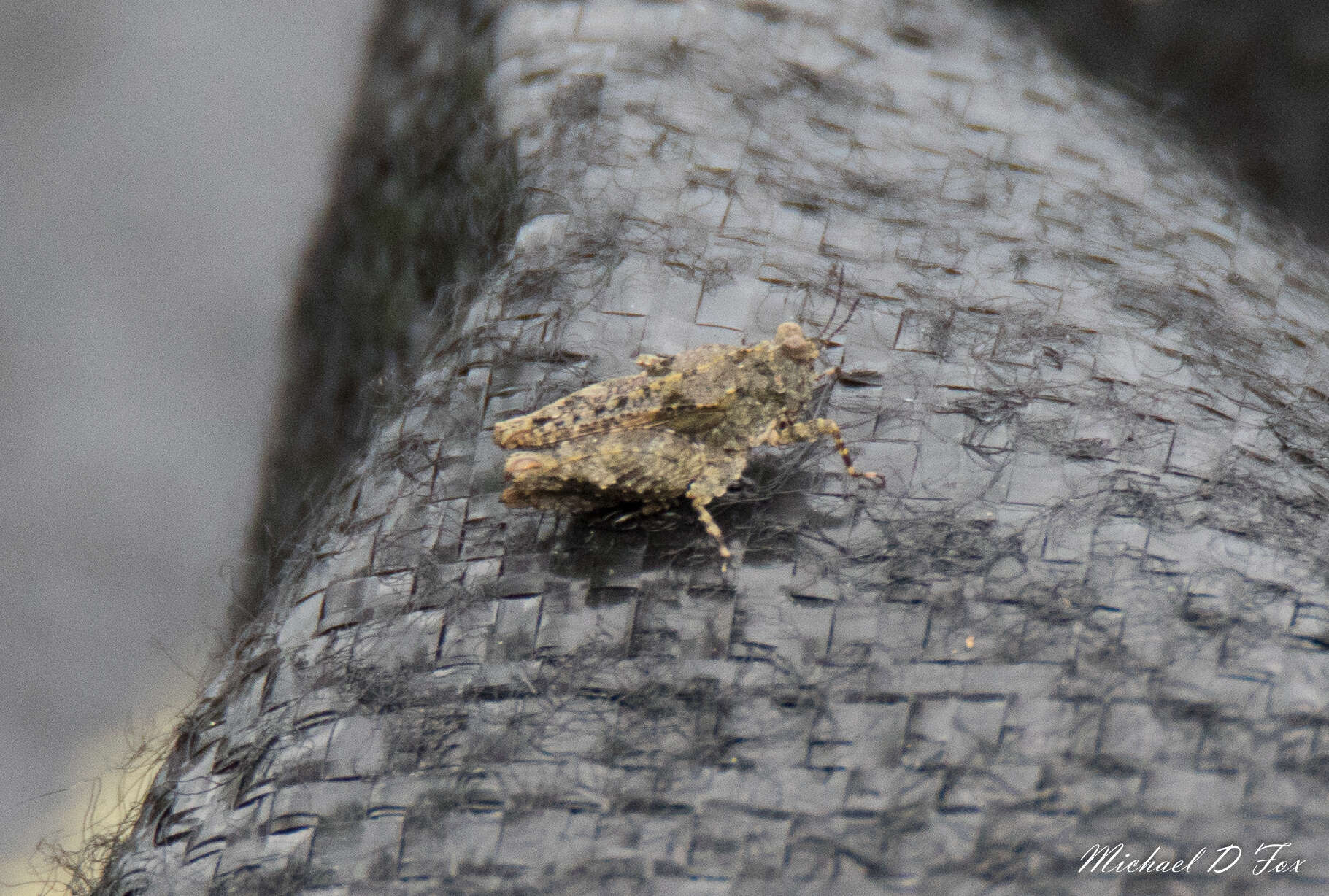 Image of Mexican Pygmy Grasshopper