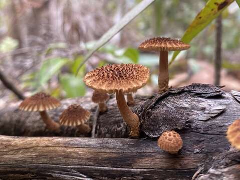 Heliocybe resmi