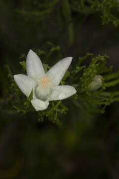 Image of Philotheca papillata I. Telford & L. M. Copel.