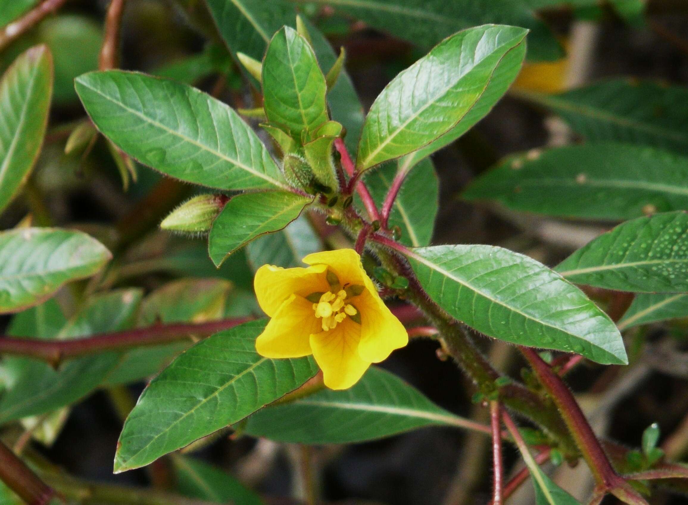 Image of floating primrose-willow