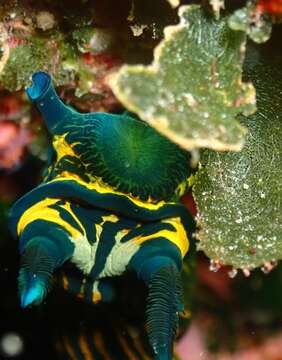 Image of Tyrannodoris Willan & Y.-W. Chang 2017