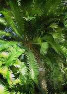 Image of Bushman's River Cycad