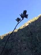 Image of Agave sobria subsp. sobria