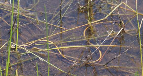 Image of Thamnophis atratus zaxanthus Boundy 1999