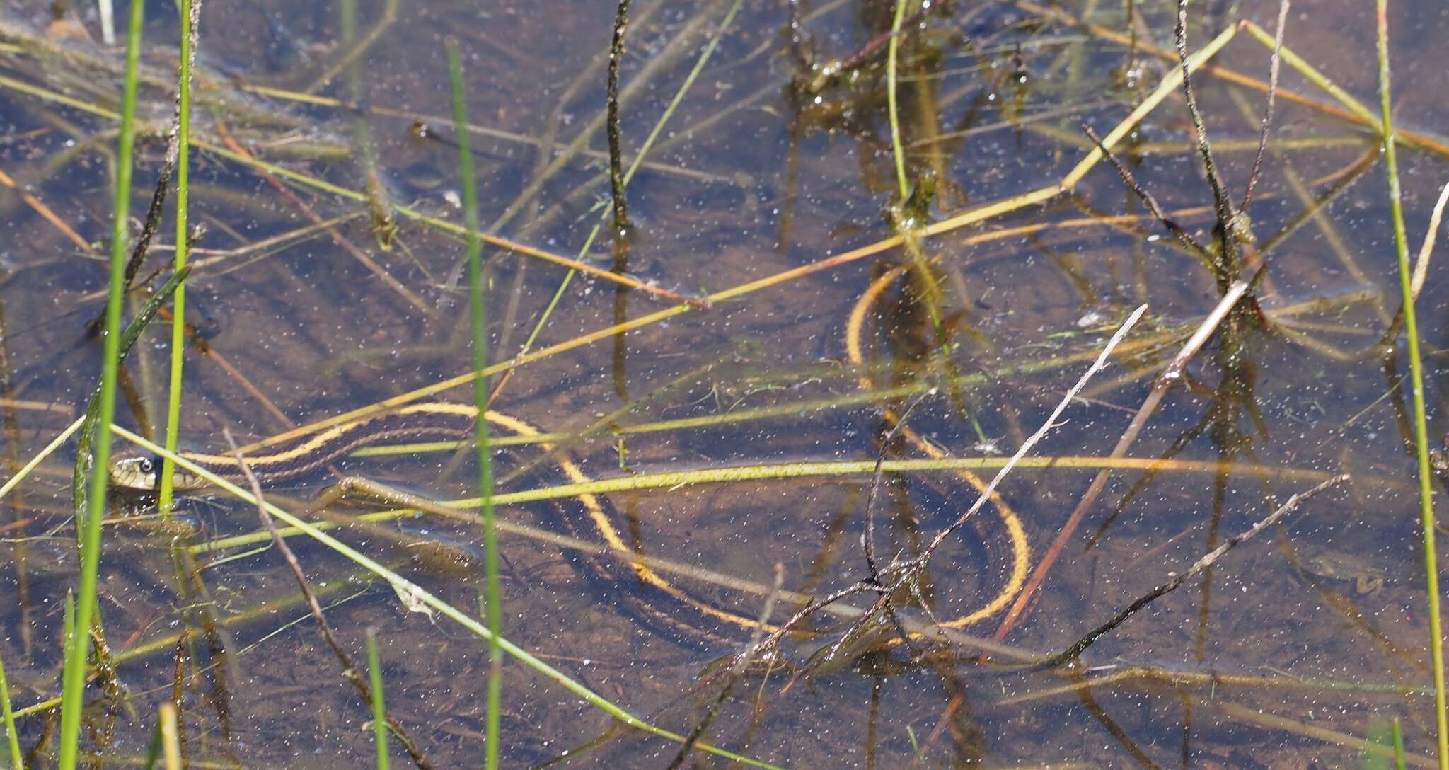 Image of Thamnophis atratus zaxanthus Boundy 1999