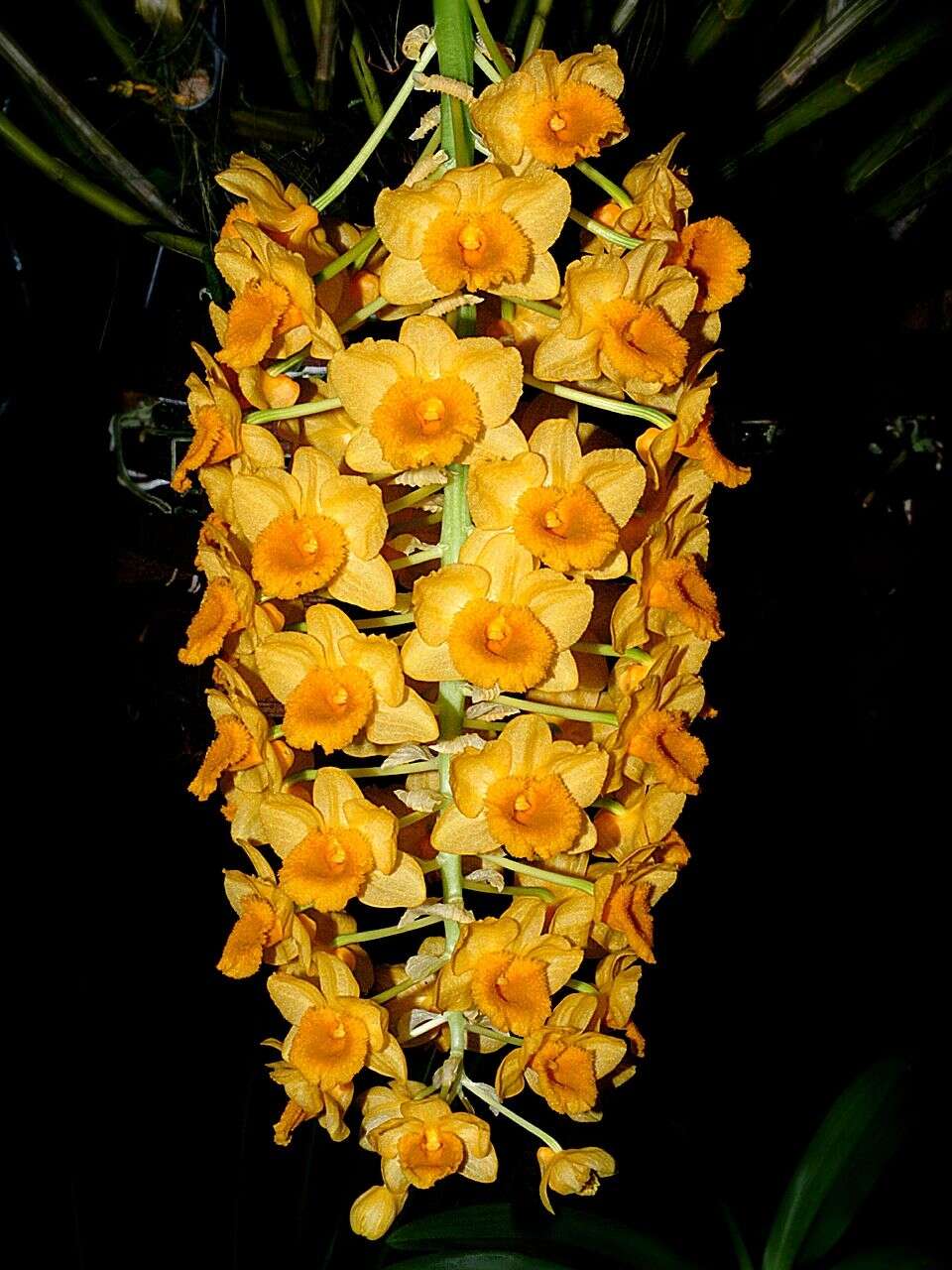 Imagem de Dendrobium densiflorum Lindl.