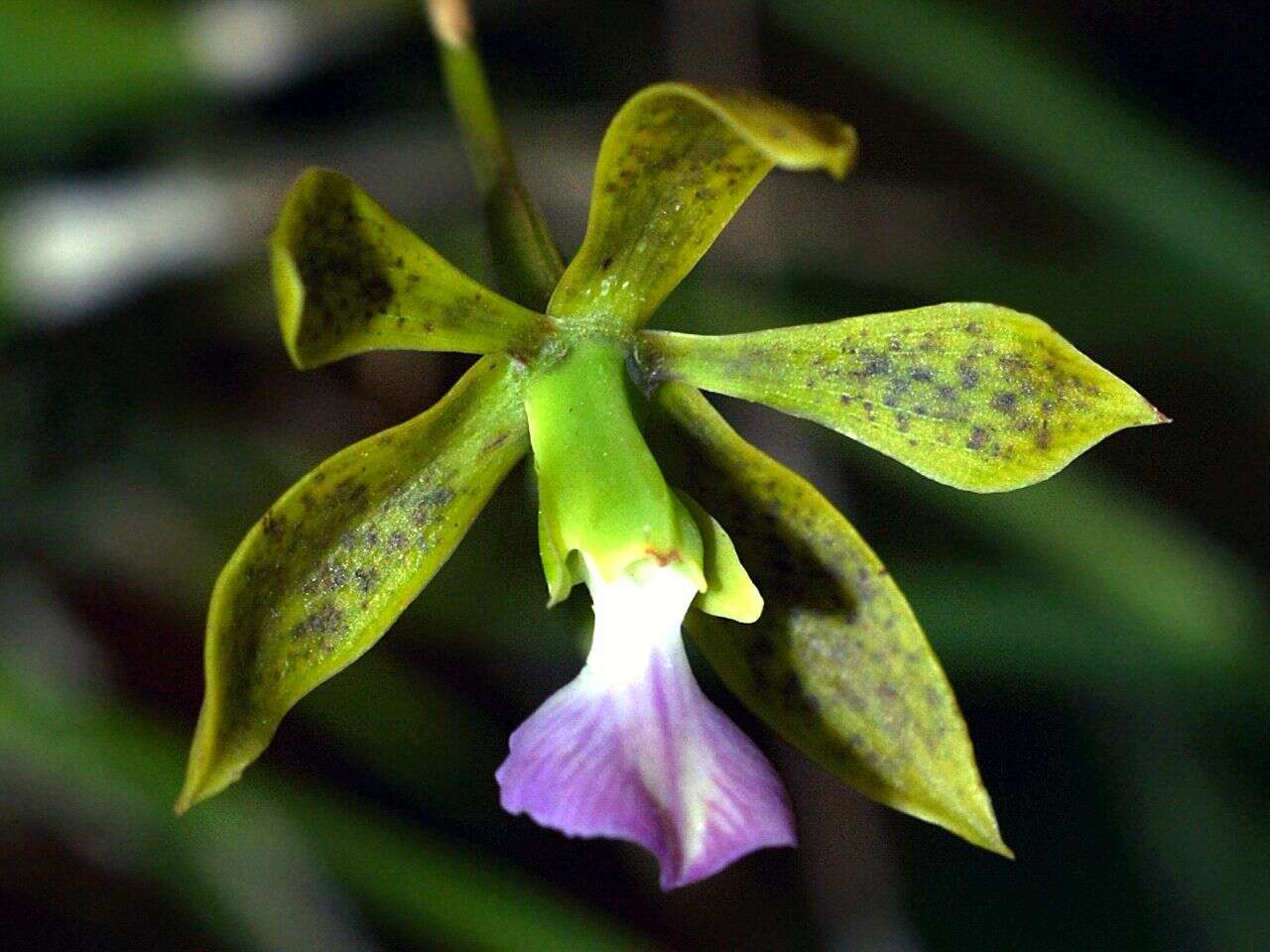 Image de Encyclia bracteata Schltr. ex Hoehne