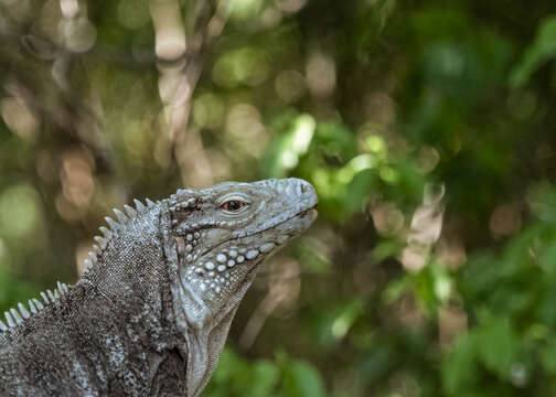 Image de Cyclura nubila caymanensis Barbour & Noble 1916