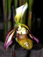 Image de Paphiopedilum sangii Braem