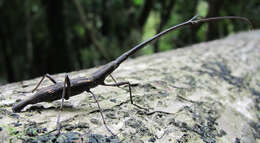 Image of Giraffe weevil