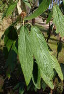 Plancia ëd Viburnum rhytidophyllum Hemsl. ex Forb. & Hemsl.