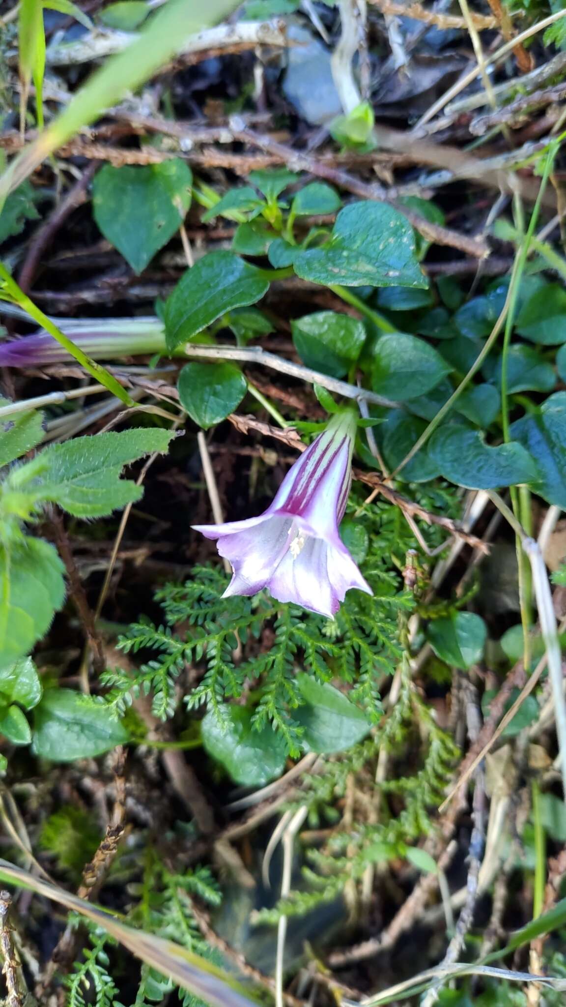 Imagem de Tripterospermum cordifolium (Yamamoto) Satake