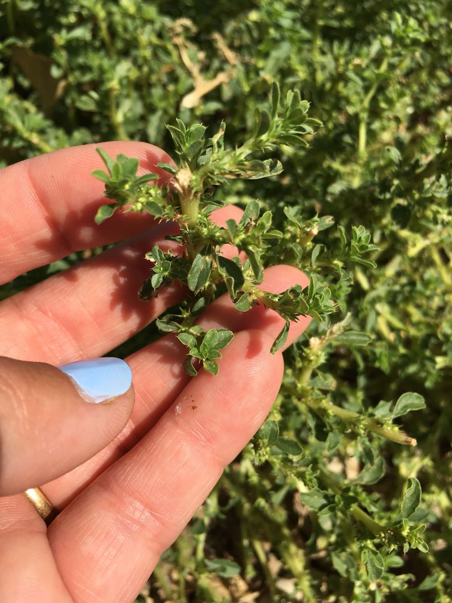 Image of white amaranth, white pigweed