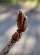 Image of cherry silverberry