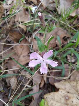 Image of sticky catchfly