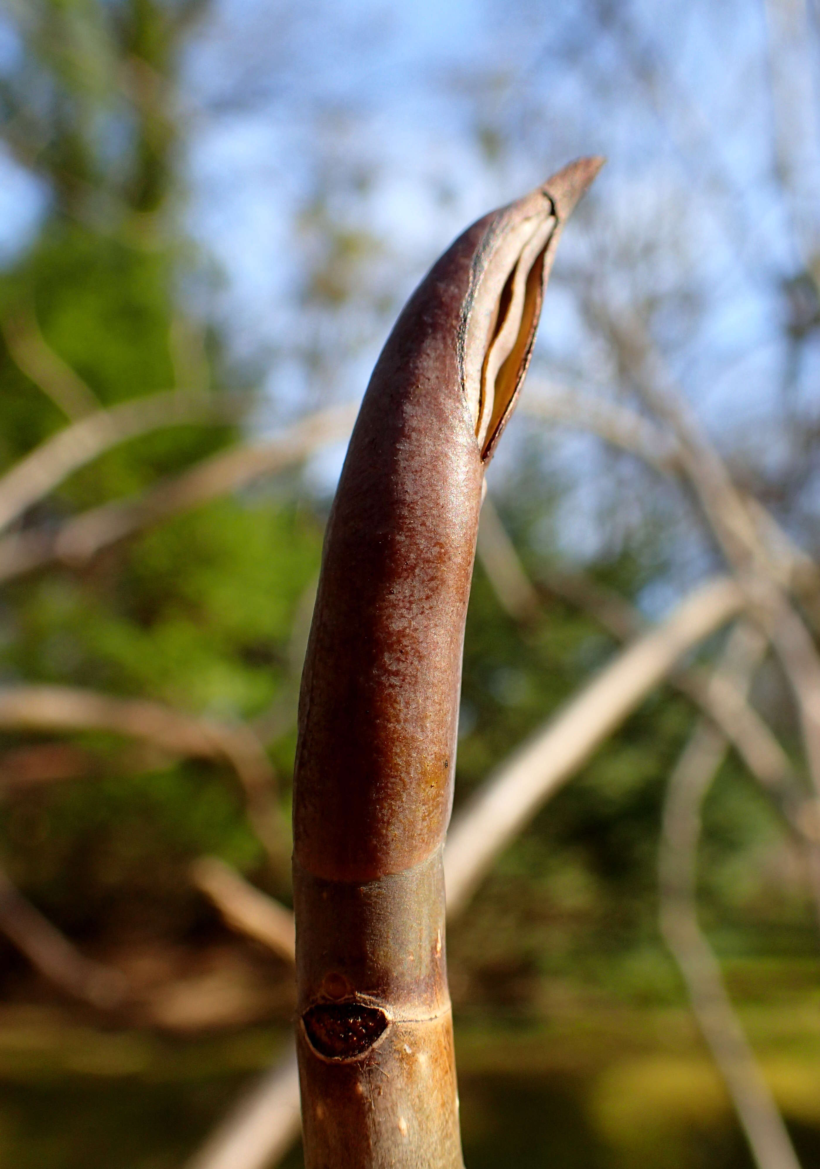 Sivun Magnolia tripetala (L.) L. kuva