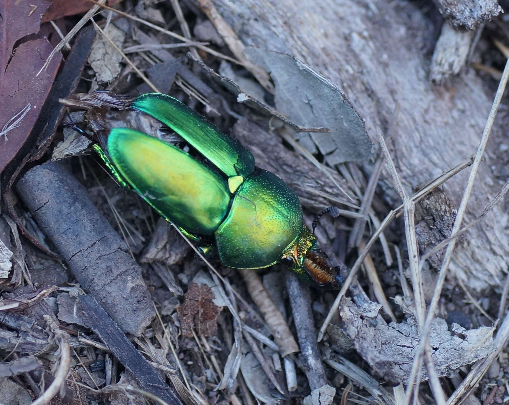 Plancia ëd Lamprima aurata Latreille 1817