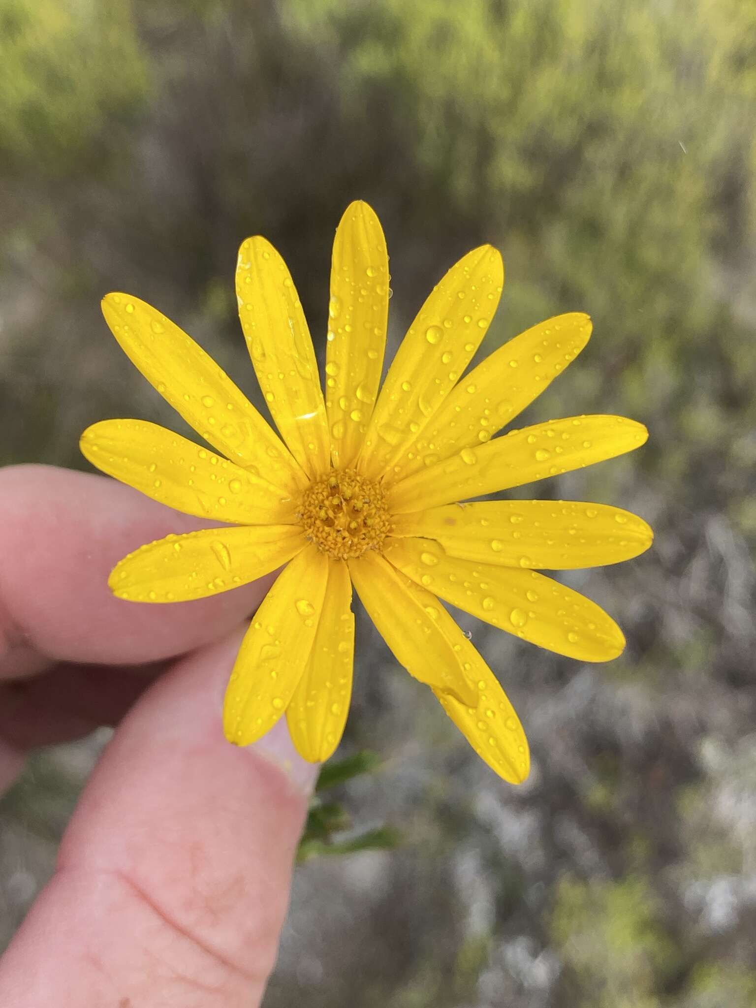 Image of Osteospermum scariosum var. integrifolium (Harv.) T. Norl.