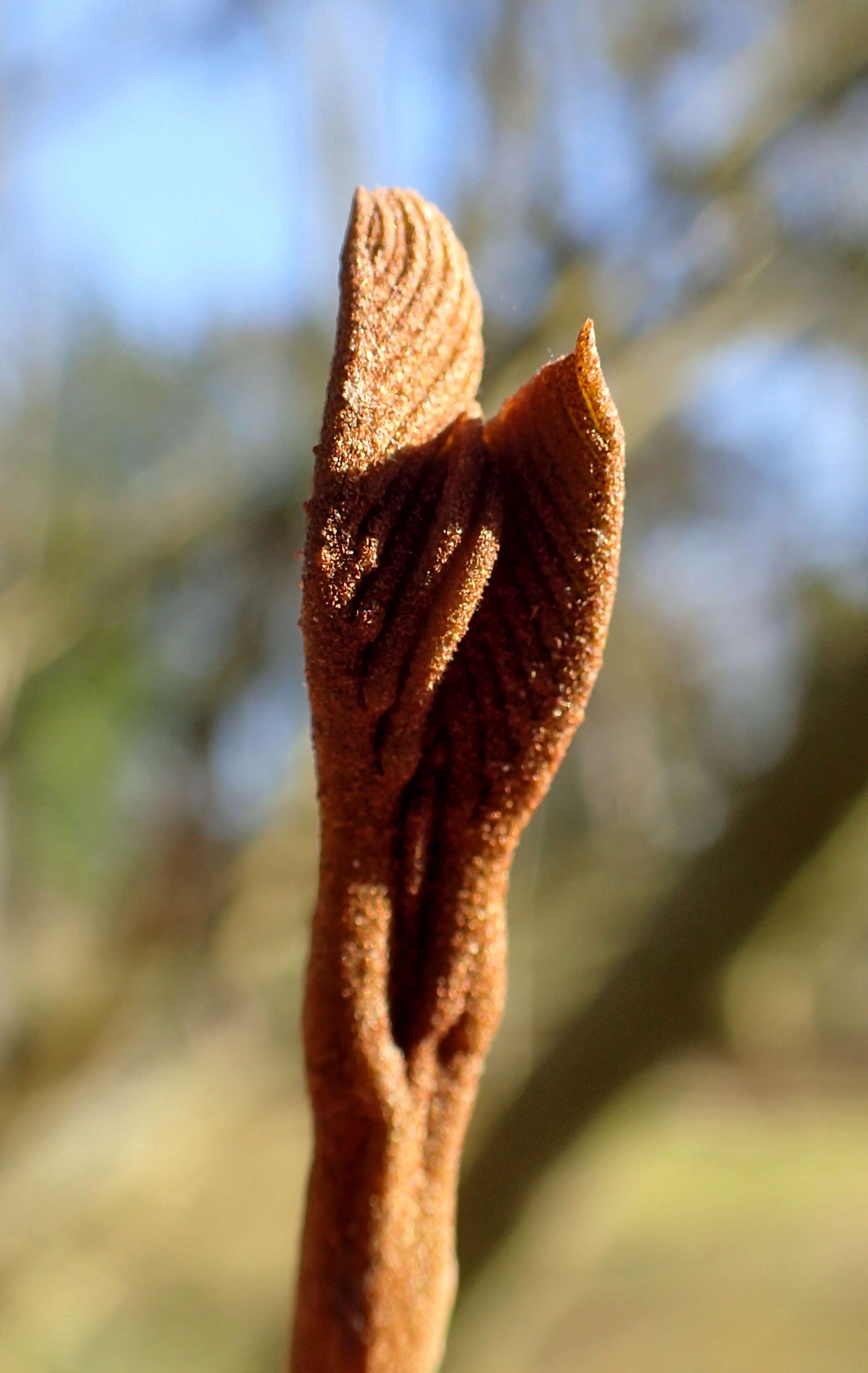 Слика од Pterocarya stenoptera C. DC.