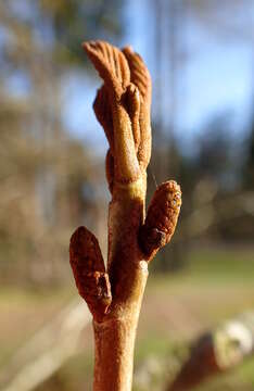 Pterocarya stenoptera C. DC. resmi