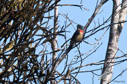 Image of Fire-breasted Flowerpecker