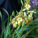 Imagem de Phragmipedium tetzlaffianum O. Gruss