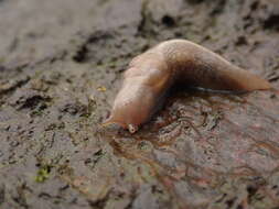 Image of Lehmannia marginata (O. F. Müller 1774)