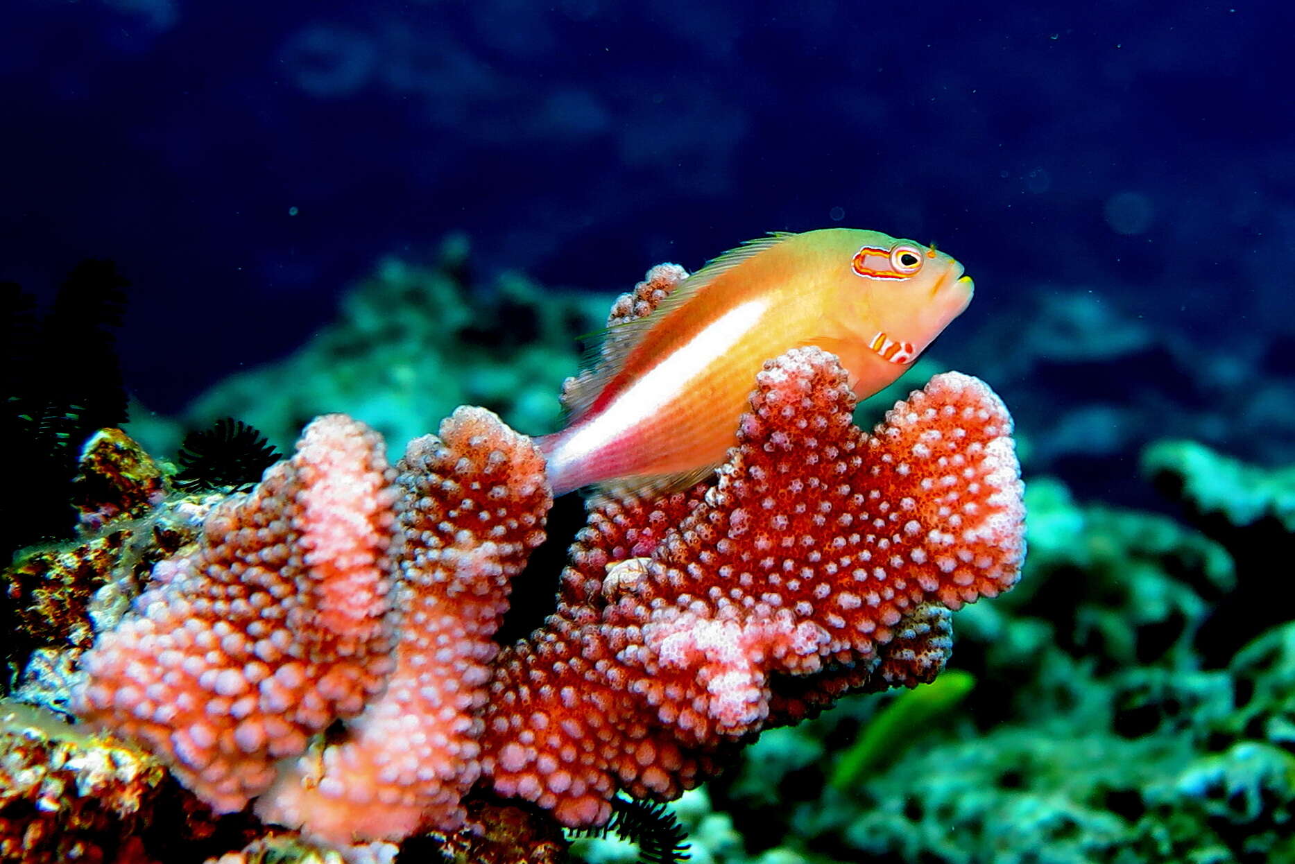 Image of Arc-eye Hawkfish