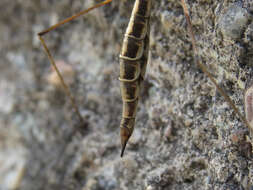 Image of Tipula (Yamatotipula) caloptera Loew 1863