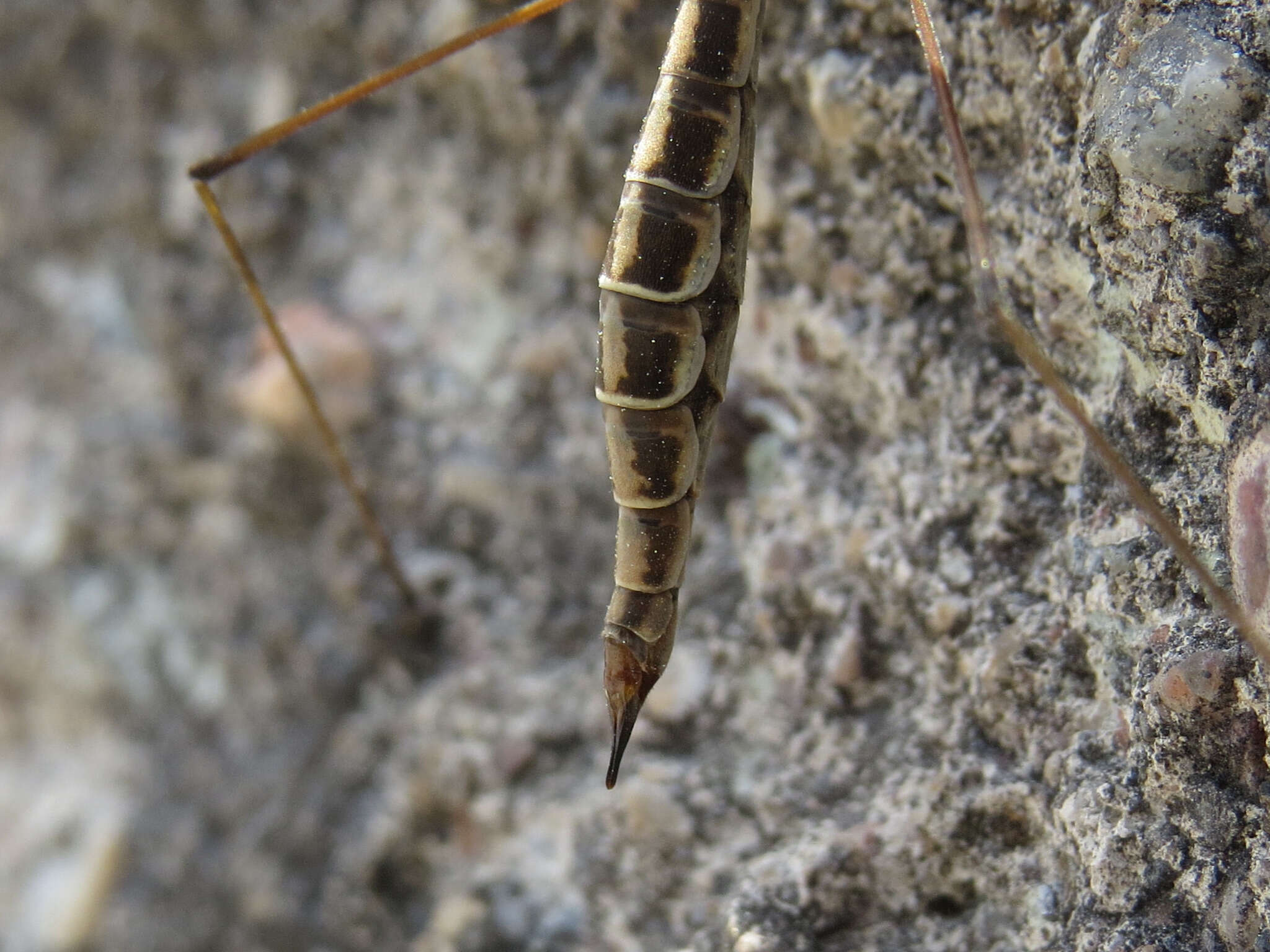 Image of Tipula (Yamatotipula) caloptera Loew 1863