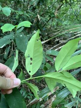 Image of Ilex formosana Maxim.