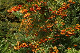 Image de Pyracantha coccinea M. J. Roemer