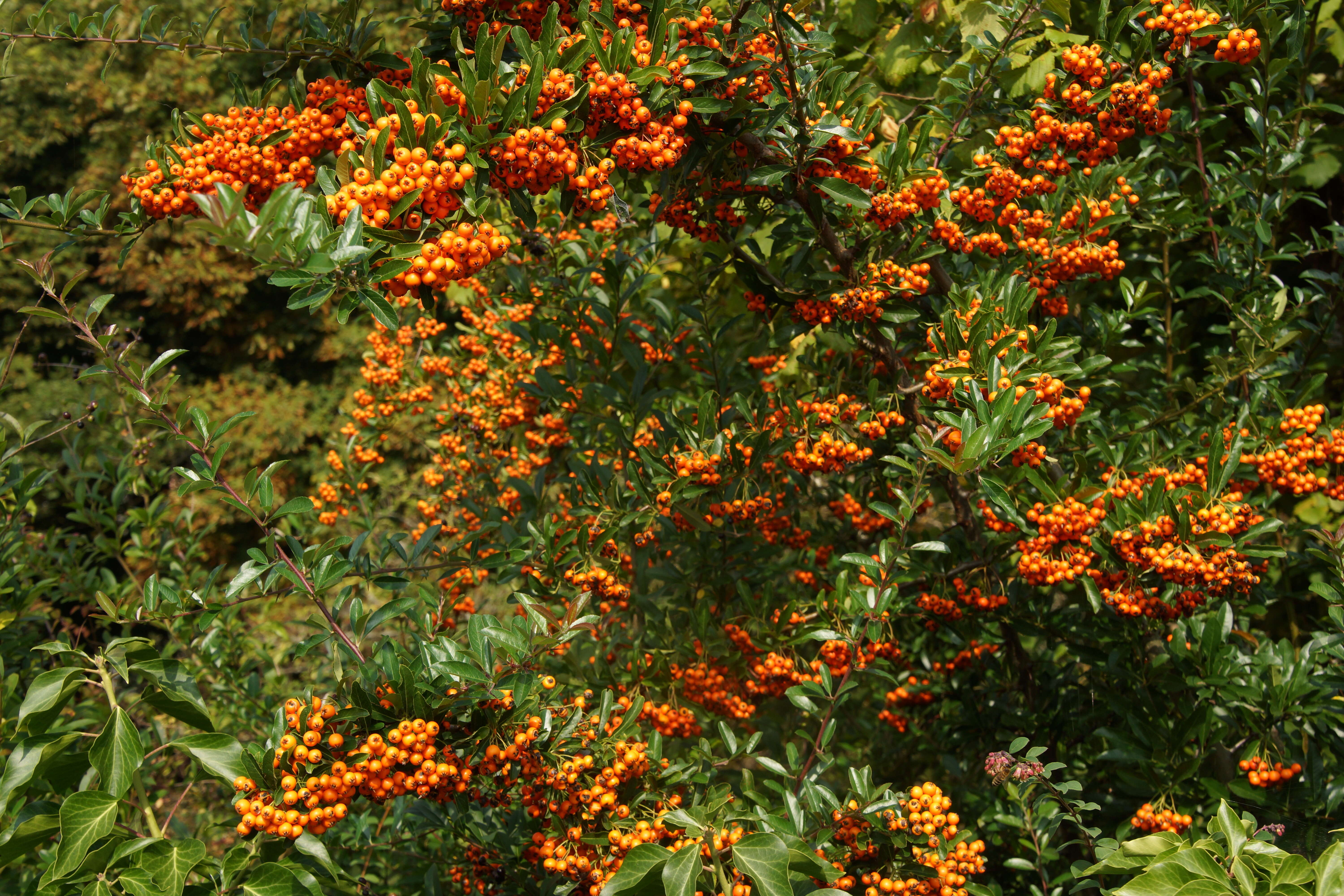 Image de Pyracantha coccinea M. J. Roemer