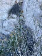 Imagem de Brickellia longifolia var. multiflora (Kellogg) A. Cronq.