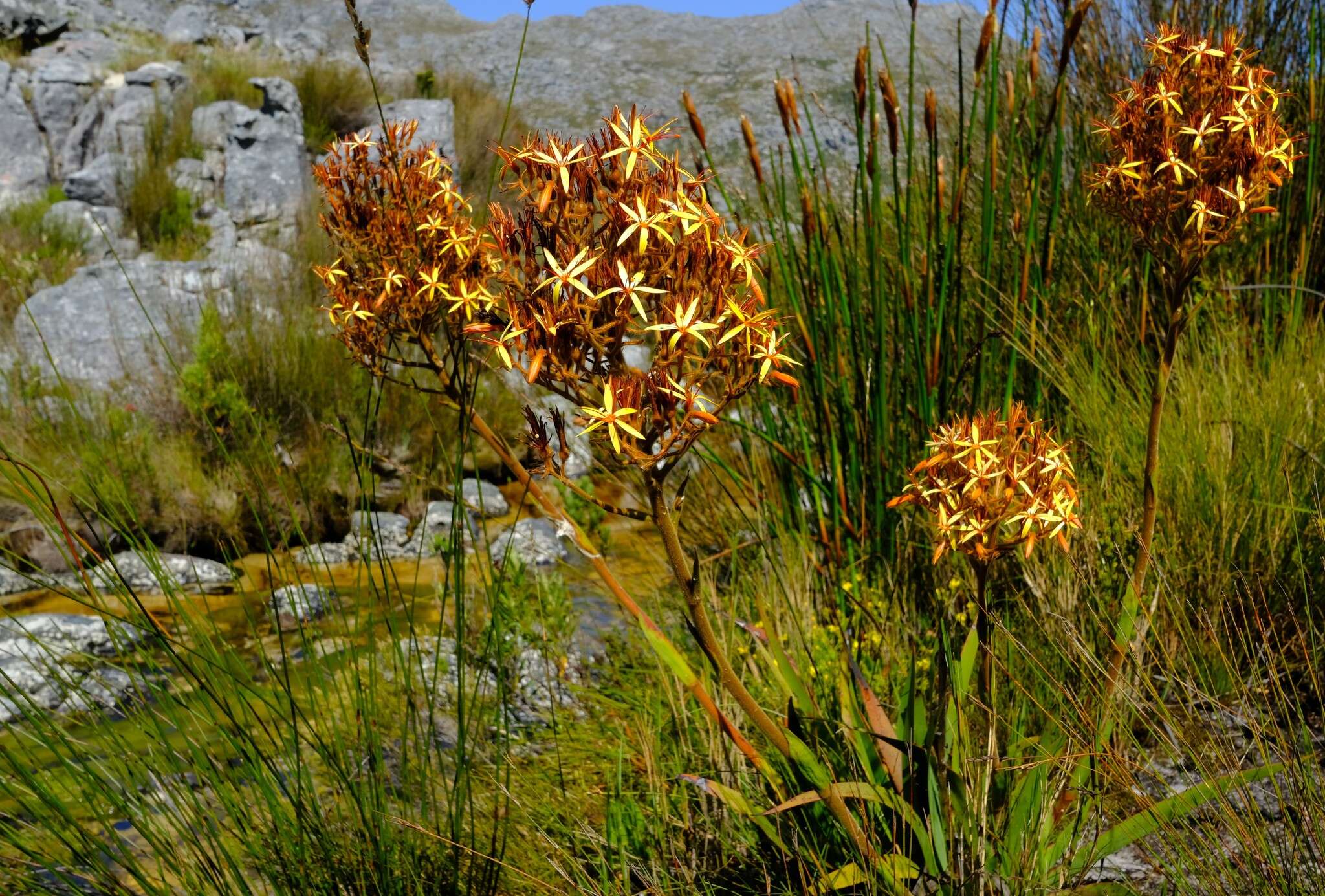 Image of Dilatris viscosa L. fil.