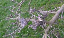 Image of Woolly Apple Aphid