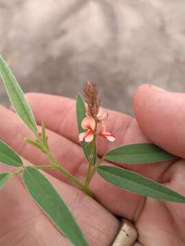 Image of Indigofera rhytidocarpa subsp. rhytidocarpa