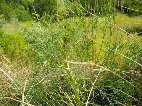 Image de Seseli campestre Bess.